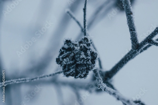 Obraz bump in the frost