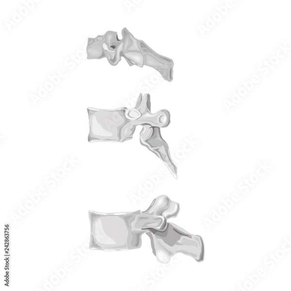 Fototapeta Vertebra isolated flat vector bones illustration
