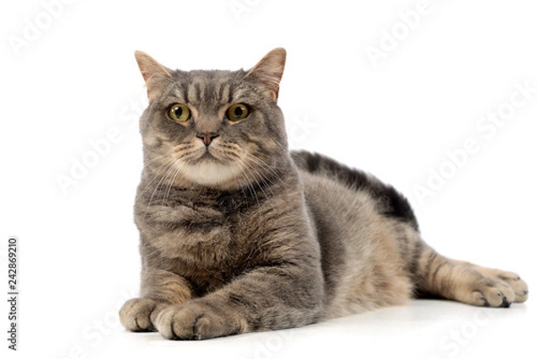Fototapeta Studio shot of an adorable tabby cat