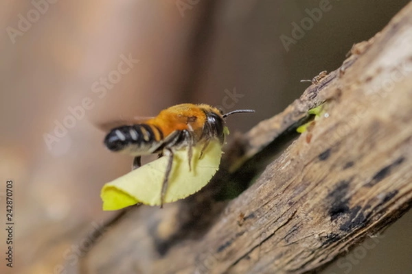 Fototapeta Leafcutter Bee (genus Megachile) flying with carry green leaf to the nest, Leafcutter bee make it's nest with leaves in a small hole of tree branch.