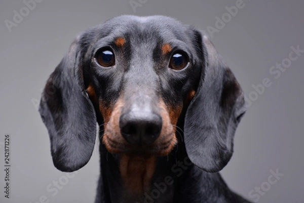 Obraz Portrait of an adorable Dachshund
