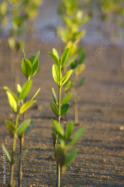 Obraz Young mangroves