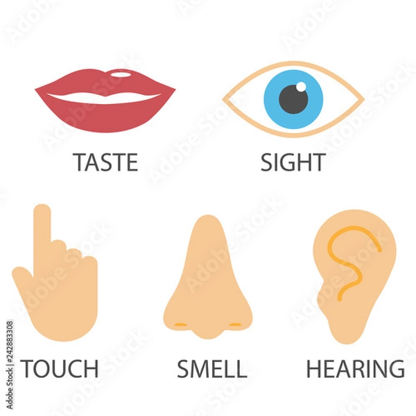Obraz Human senses icon. Vector illustration, flat design.