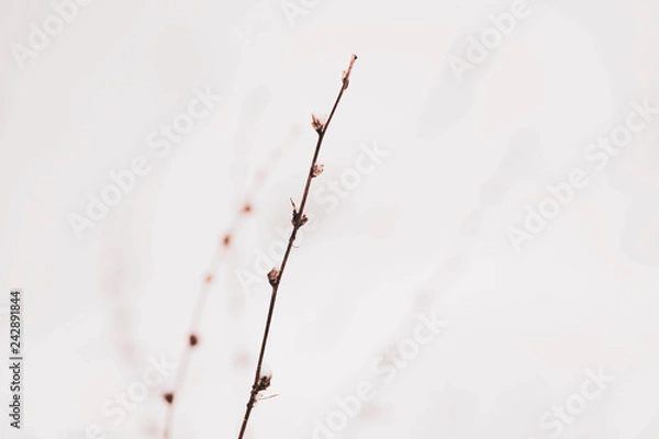 Fototapeta Frozen Flowers And Branches Covered With Snow
