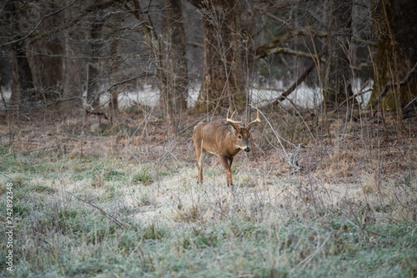 Obraz White-tailed deer buck in open meadow