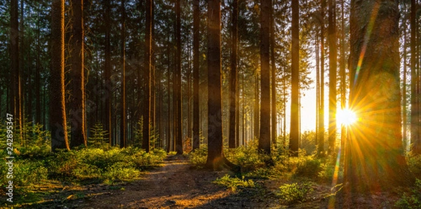 Obraz Silent Forest in spring with beautiful bright sun rays