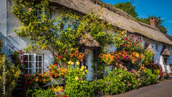 Obraz Cute old English house with a thatched roof and flowers in a green hilly landscape on a summer sunny day with blue sky in the UK in a holiday Dorset countryside between Sidmouth and Lyme Regis.