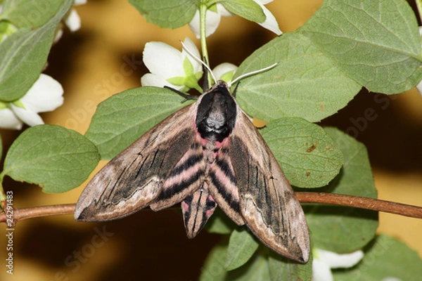 Obraz Hawk moth (Sphinx ligustri)