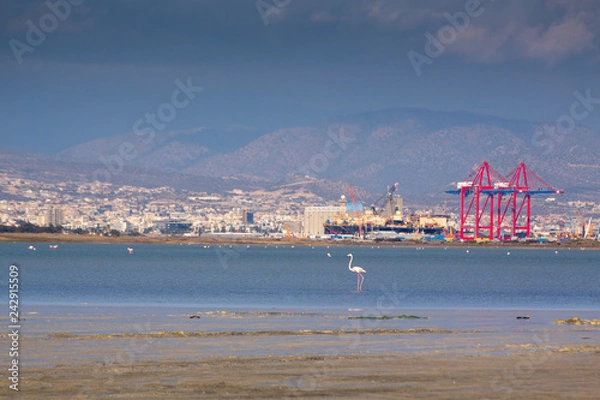 Obraz Limassol salt lake