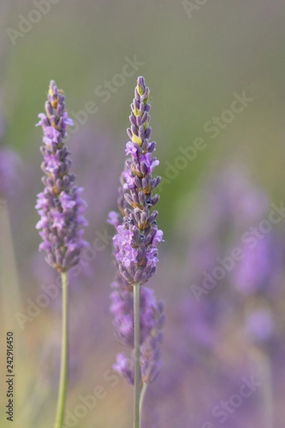 Fototapeta lavender field at sunset