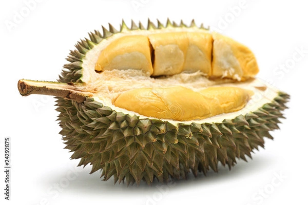 Obraz Durian