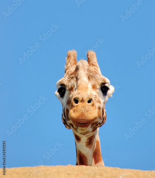 Obraz ciekawa żyrafa
