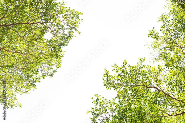 Fototapeta green leave frame on white background with copy space
