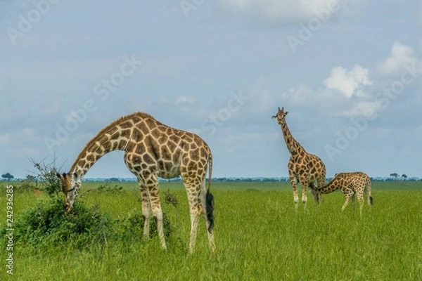 Obraz Giraffe family with little baby it is been feeding by her mother in Uganda