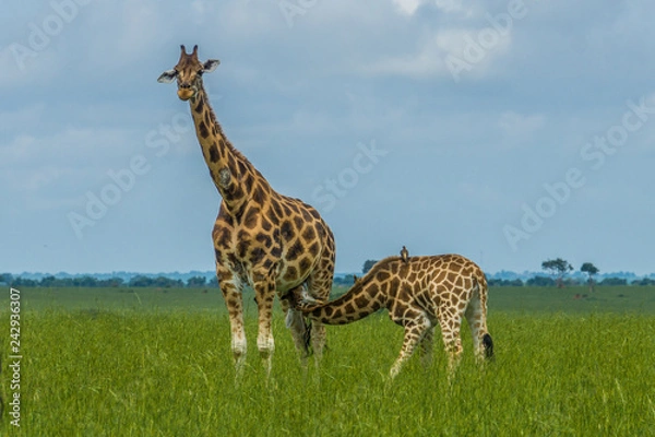 Obraz The little GIraffe it has been feeding by her mother in Murchison falls national park Uganda