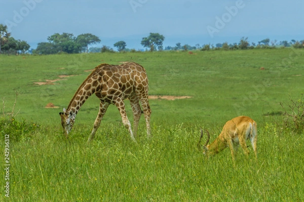 Obraz GIraffe and impala eating