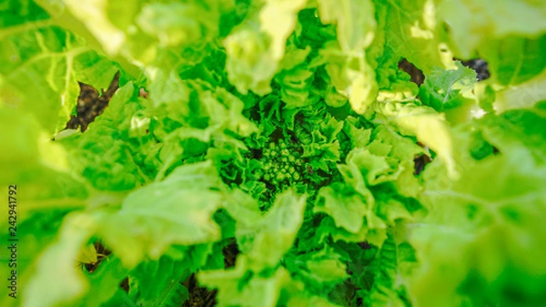 Obraz 緑のトンネル