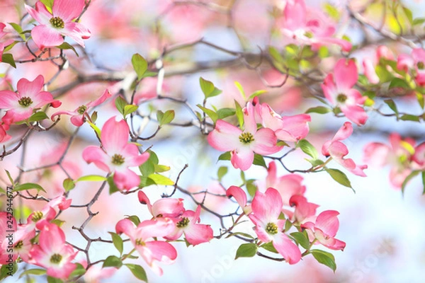 Obraz 花水木　ピンクの花