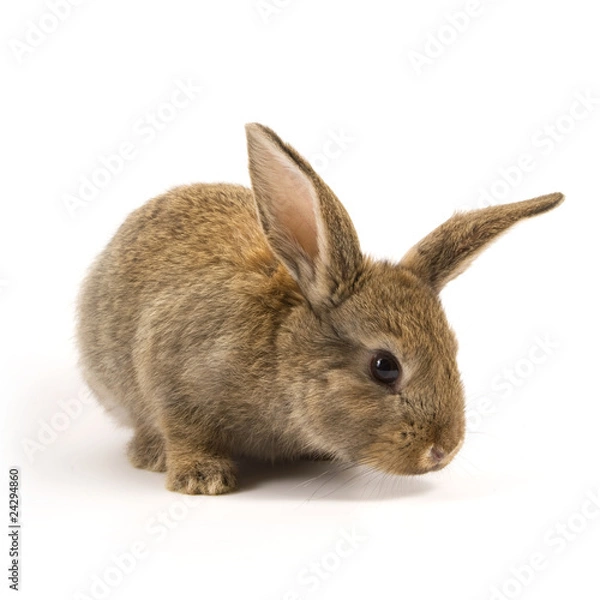 Obraz Adorable rabbit isolated on white