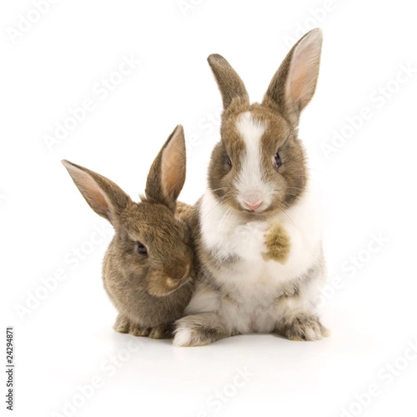 Obraz Two adorable rabbits