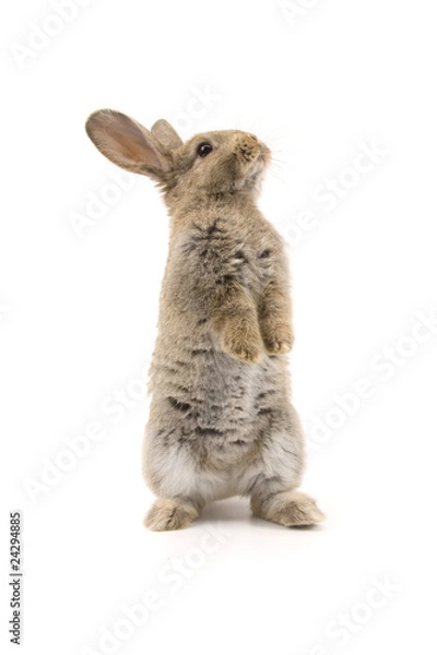 Obraz Adorable rabbit isolated on white