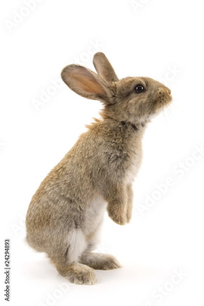 Fototapeta Adorable rabbit isolated on white