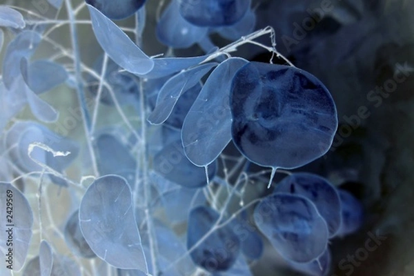 Obraz rośliny abstrakcji