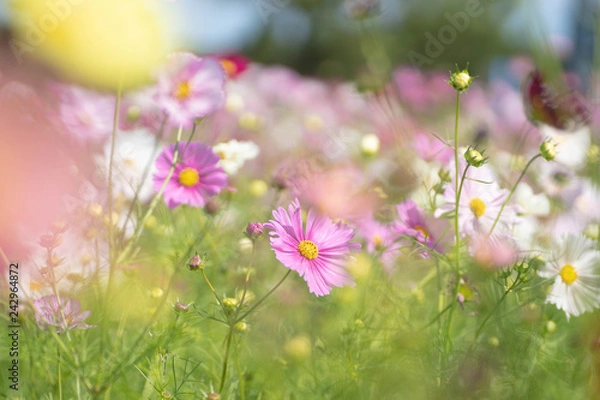 Obraz コスモス畑