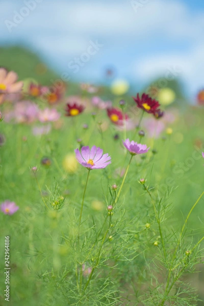 Obraz コスモス畑