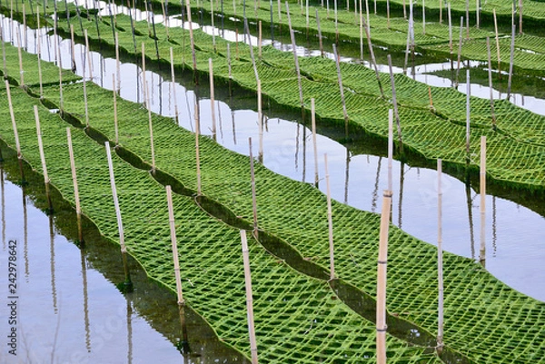 Obraz 海苔の養殖場