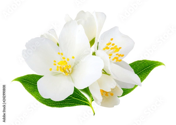 Obraz Jasmine flowers isolated on white background