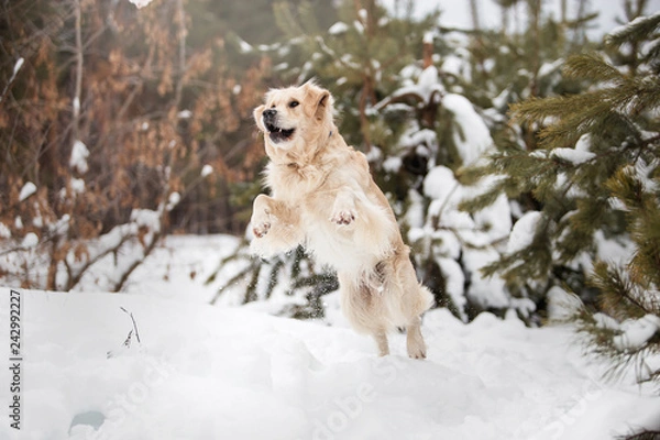 Fototapeta Beautiful Golden Retriever in the winter snow