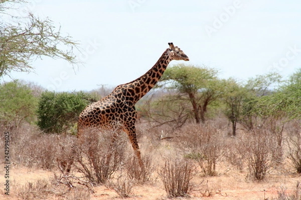 Fototapeta Giraffe