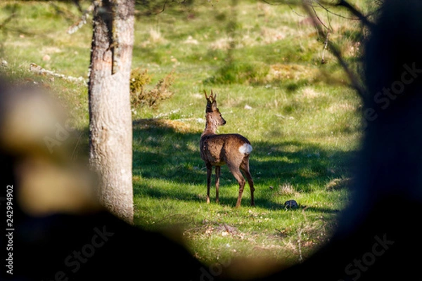 Fototapeta Roebuck standing and watching at a meadow from a hide