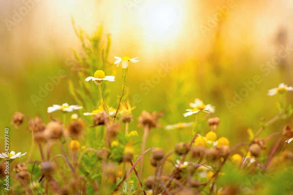 Obraz Daisy in the wild