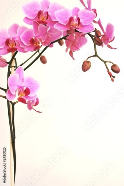 Fototapeta orchidea