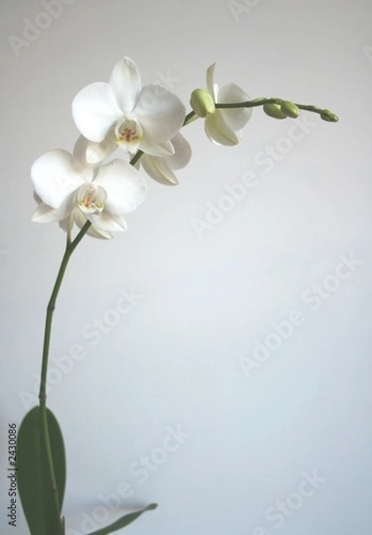 Obraz biała orchidea