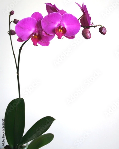 Fototapeta orchidea