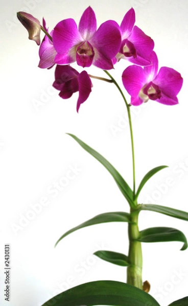 Obraz orchid
