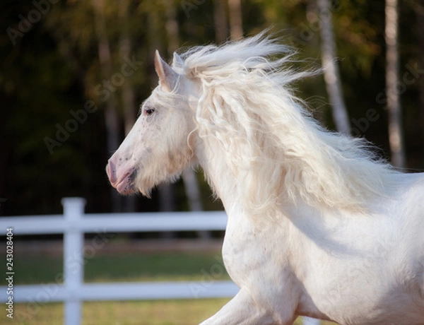 Obraz White irish cob