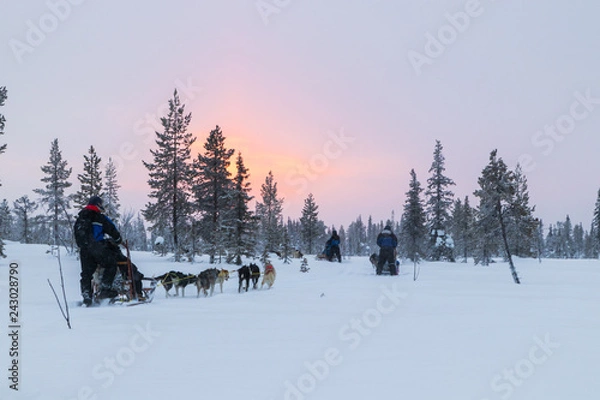 Fototapeta Dogsledding at sunrise in northern Sweden in a forest during winter close to the original Ice Hotel in Jukkasjärvi.