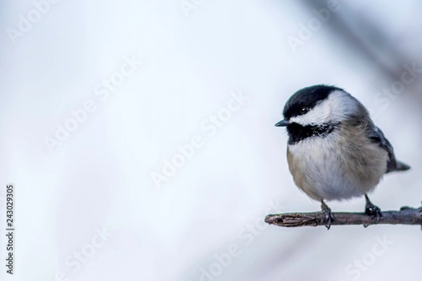 Obraz Black Capped Chickadee in the winter