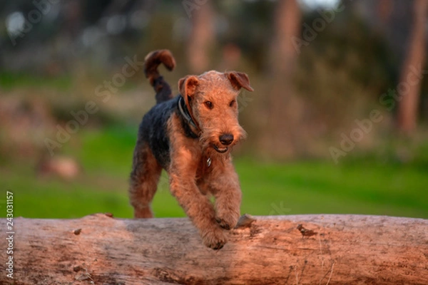 Fototapeta One-year-old Airedale Terrier trains in jumping over the fallen tree in the forest 