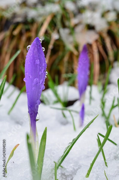 Obraz Two wild Saffron flowers