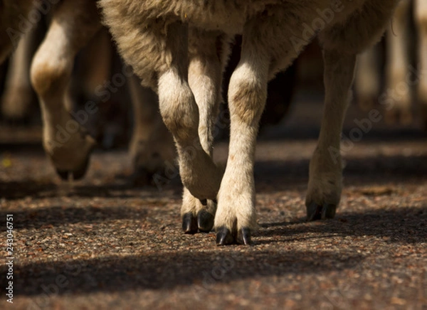 Obraz flock of sheep moving to new pasture