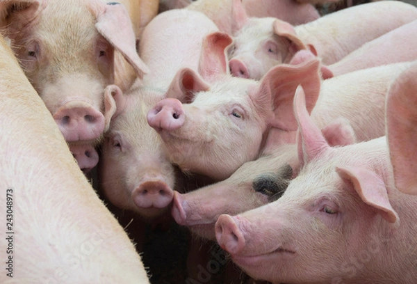 Obraz Grupa świń w zagrodzie. Hodowla zwierząt