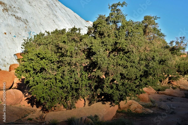Obraz Argan tree (Argania spinosa) in surroundings of Tafraoute (Morocco)