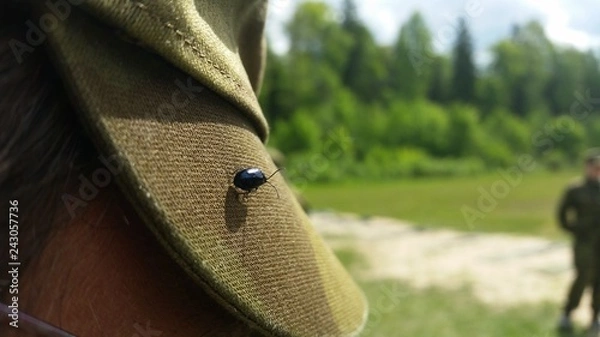 Fototapeta Beetle on hat