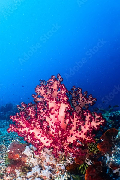 Obraz Purple soft coral
