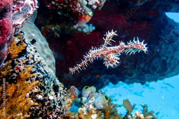 Obraz white ornate ghost pipefish